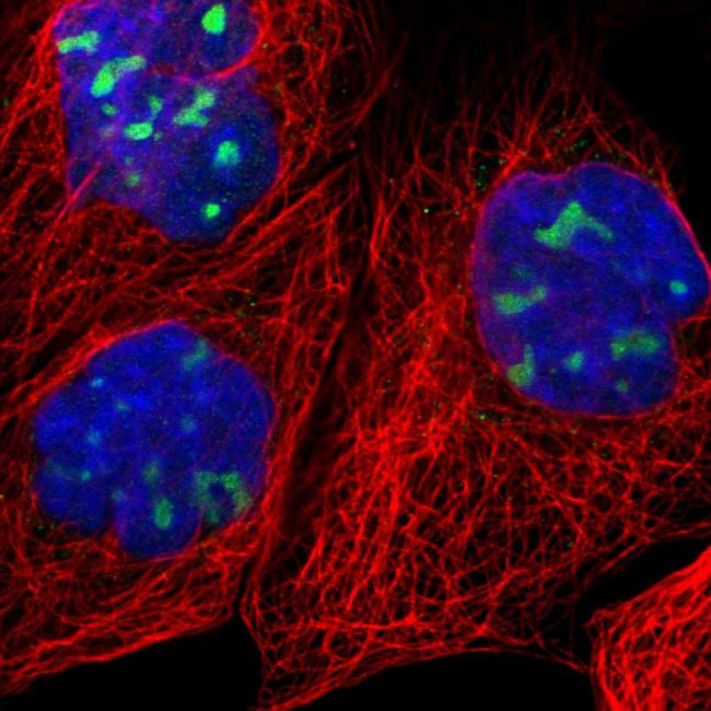 RRP1 Antibody in Immunocytochemistry (ICC/IF)