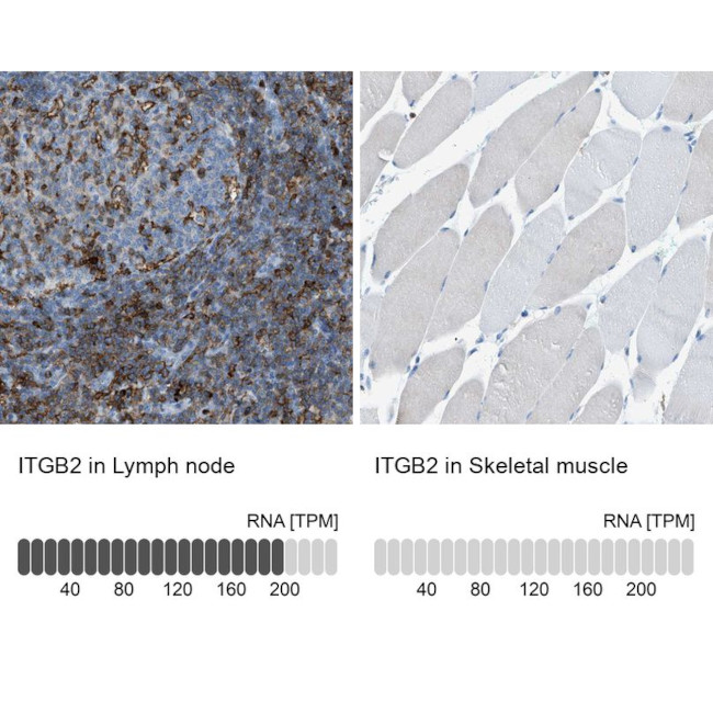 CD18 Antibody