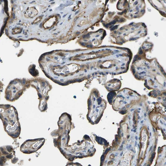 KIAA0040 Antibody in Immunohistochemistry (Paraffin) (IHC (P))