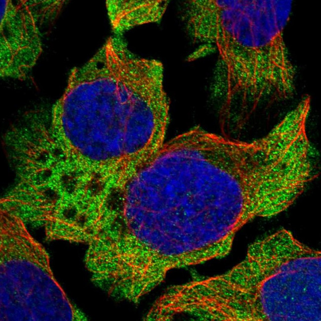ABCF1 Antibody in Immunocytochemistry (ICC/IF)