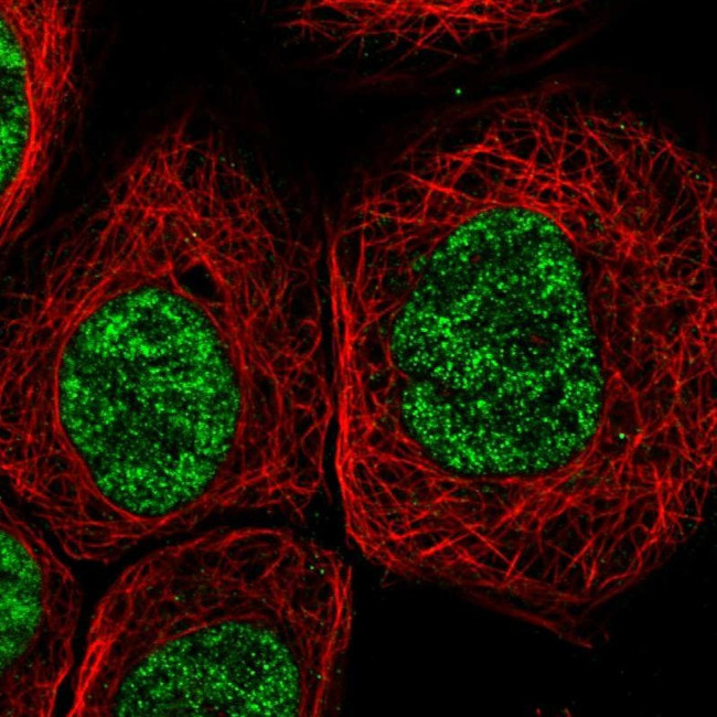 DDX41 Antibody in Immunocytochemistry (ICC/IF)