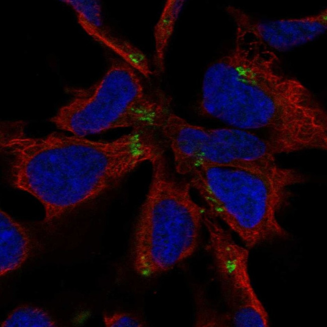 HEN1 Antibody in Immunocytochemistry (ICC/IF)