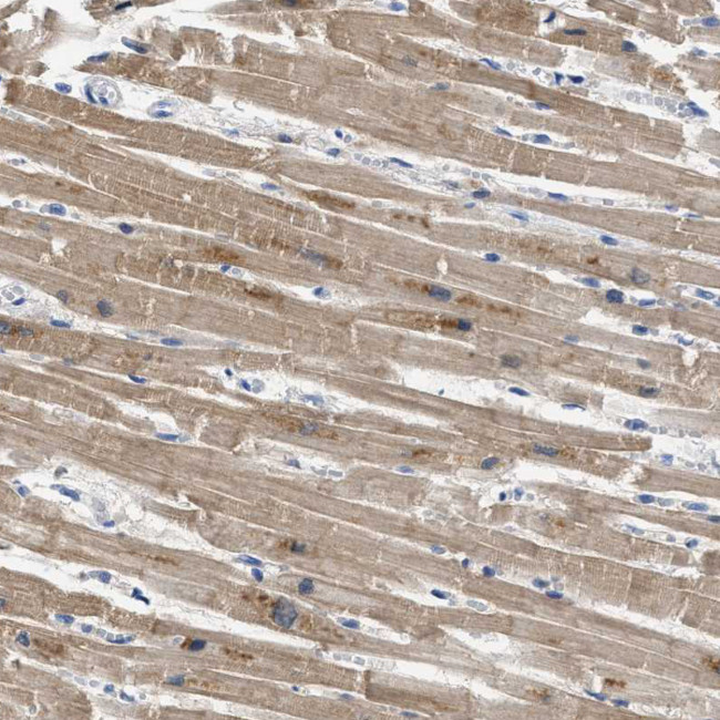 APOBEC2 Antibody in Immunohistochemistry (Paraffin) (IHC (P))