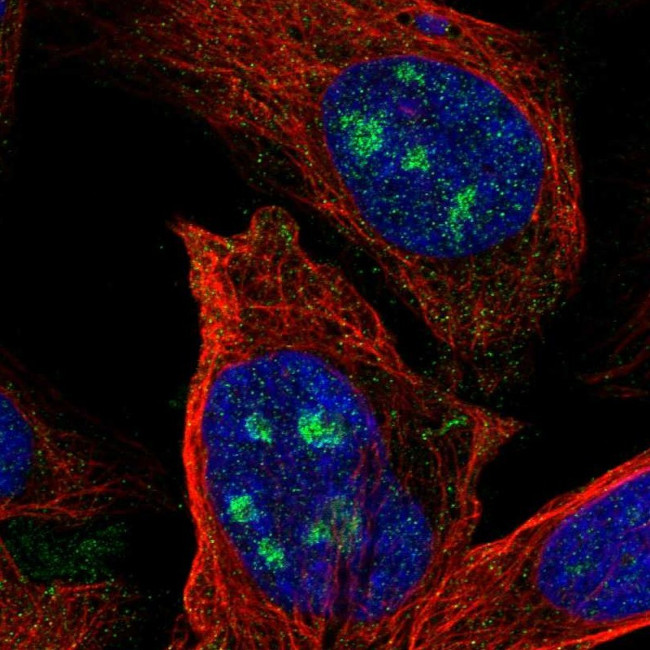 ZNF71 Antibody in Immunocytochemistry (ICC/IF)