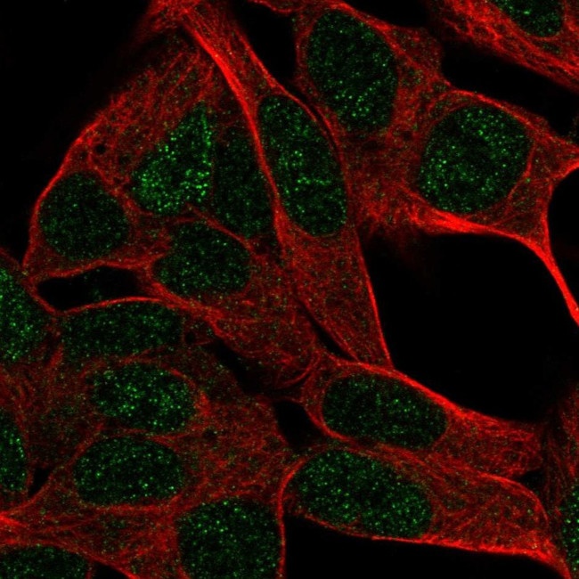 DUSP26 Antibody in Immunocytochemistry (ICC/IF)