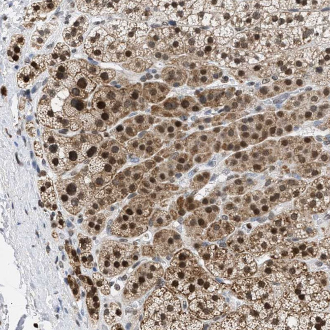 NUP35 Antibody in Immunohistochemistry (Paraffin) (IHC (P))