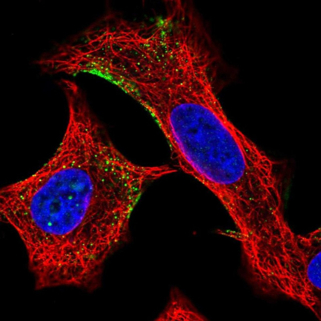 ELMO2 Antibody in Immunocytochemistry (ICC/IF)