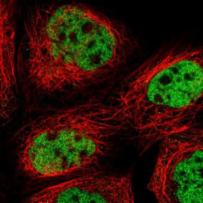 FOXK1 Antibody in Immunocytochemistry (ICC/IF)