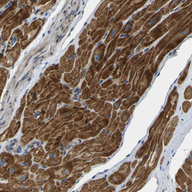 HIGD2B Antibody in Immunohistochemistry (Paraffin) (IHC (P))