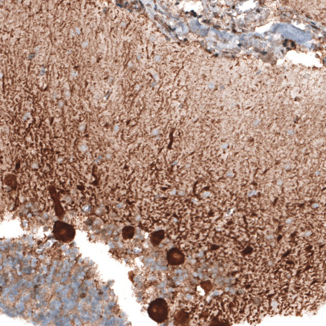 STAU2 Antibody in Immunohistochemistry (Paraffin) (IHC (P))