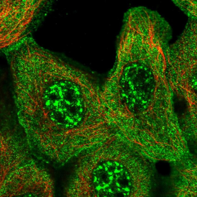 SLC4A2 Antibody in Immunocytochemistry (ICC/IF)