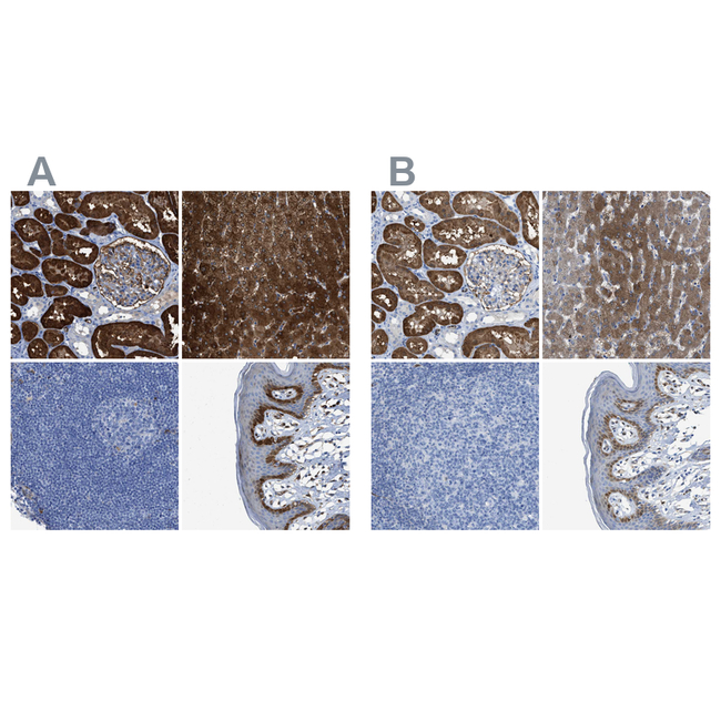 ASS1 Antibody in Immunohistochemistry (Paraffin) (IHC (P))