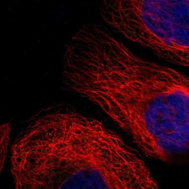 OXSM Antibody in Immunocytochemistry (ICC/IF)