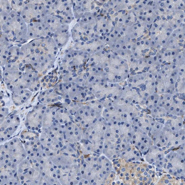 RGS10 Antibody in Immunohistochemistry (Paraffin) (IHC (P))