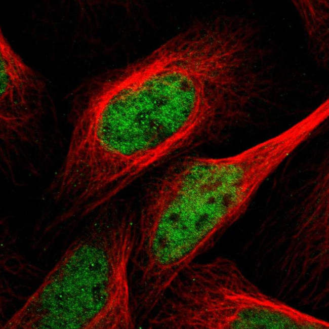 POLR2A Antibody in Immunocytochemistry (ICC/IF)