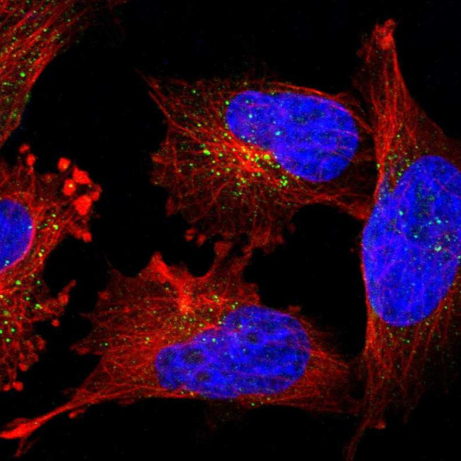 PIG3 Antibody in Immunocytochemistry (ICC/IF)