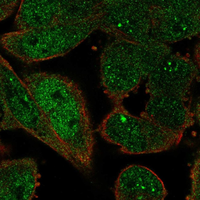 ZWINT Antibody in Immunocytochemistry (ICC/IF)