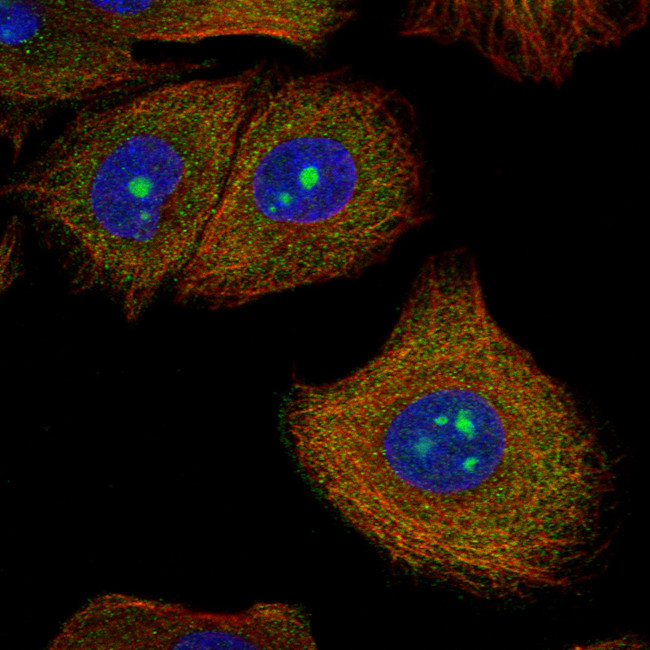 C9orf114 Antibody in Immunocytochemistry (ICC/IF)