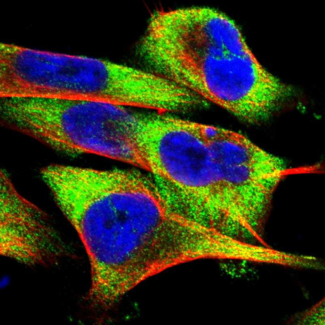 FXR2 Antibody in Immunocytochemistry (ICC/IF)