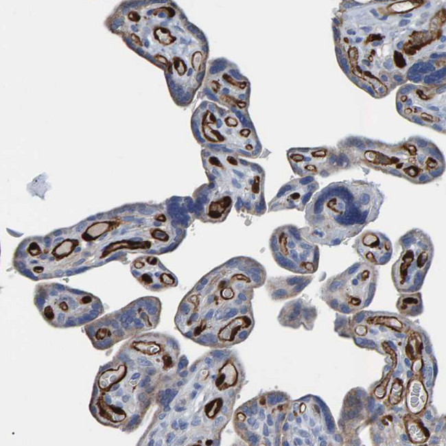 IDO Antibody in Immunohistochemistry (Paraffin) (IHC (P))