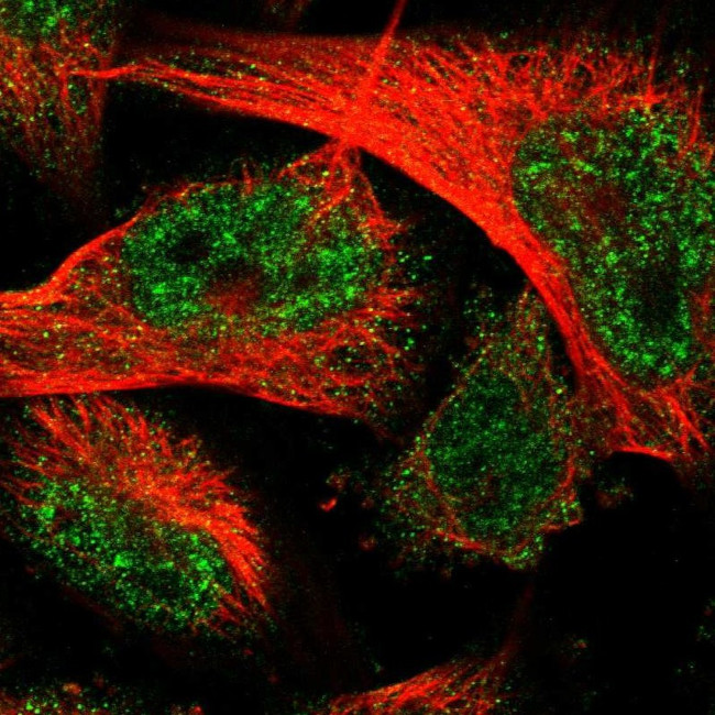 C8orf55 Antibody in Immunocytochemistry (ICC/IF)