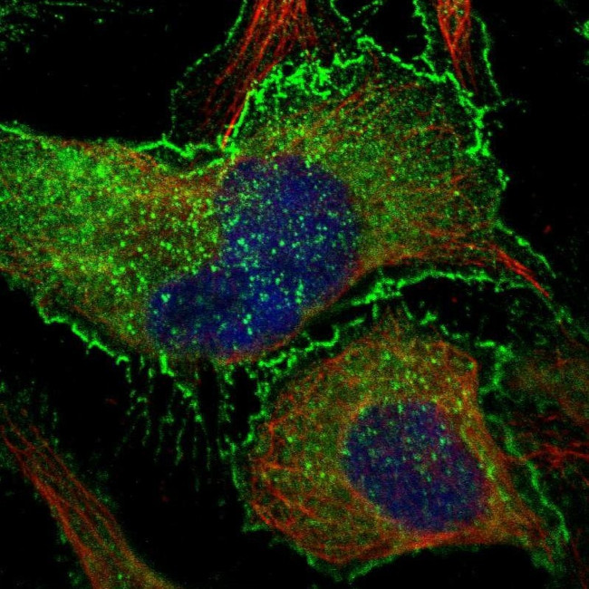 BAIAP2 Antibody in Immunocytochemistry (ICC/IF)