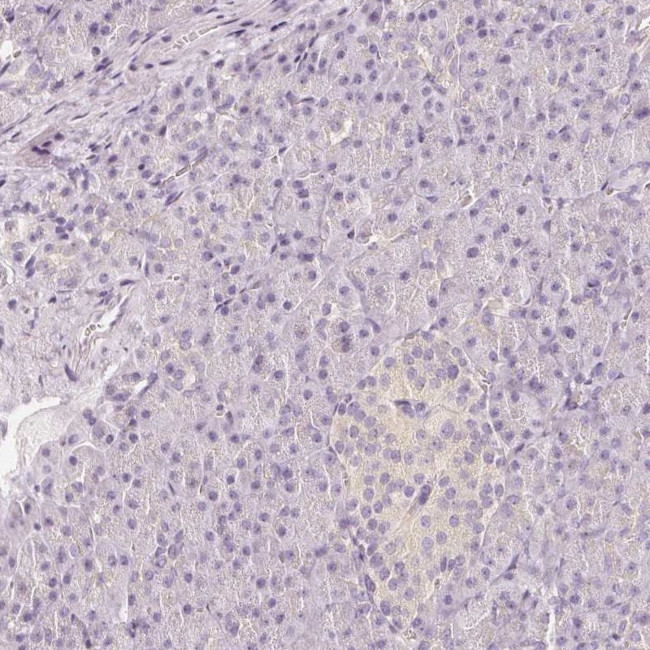 CNP Antibody in Immunohistochemistry (Paraffin) (IHC (P))