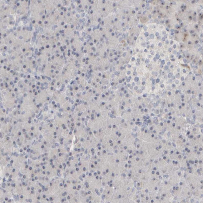 DCXR Antibody in Immunohistochemistry (Paraffin) (IHC (P))