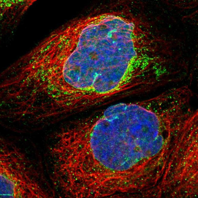MRPS23 Antibody in Immunocytochemistry (ICC/IF)
