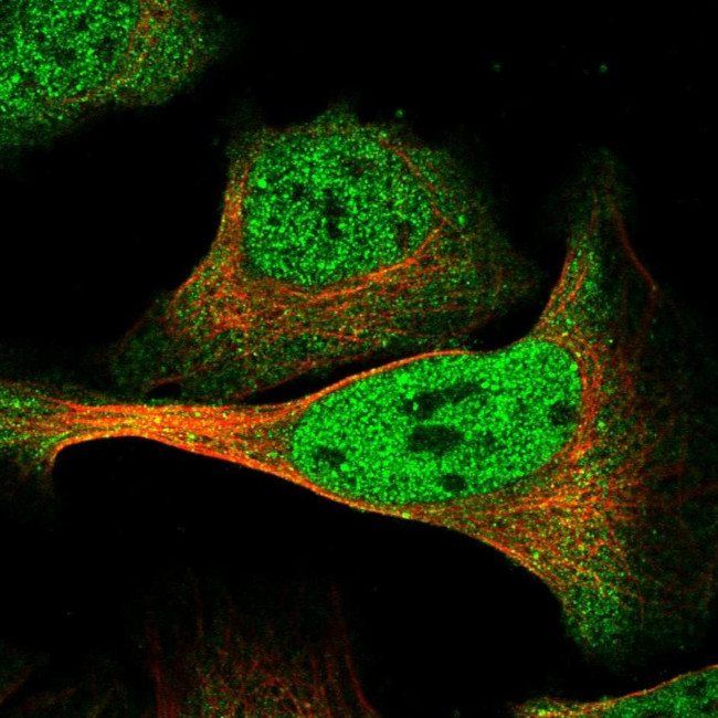 DMTF1 Antibody in Immunocytochemistry (ICC/IF)