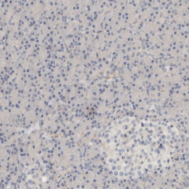 DCXR Antibody in Immunohistochemistry (Paraffin) (IHC (P))