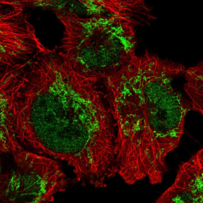 GUF1 Antibody in Immunocytochemistry (ICC/IF)