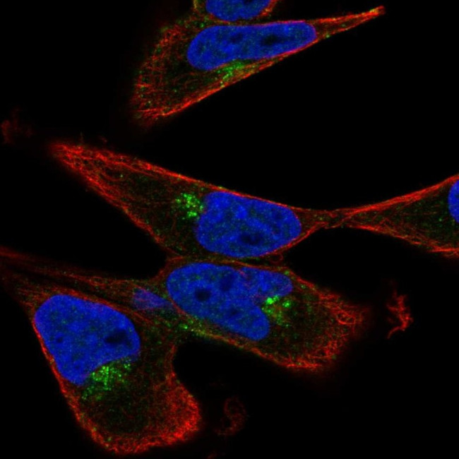 GGA3 Antibody in Immunocytochemistry (ICC/IF)