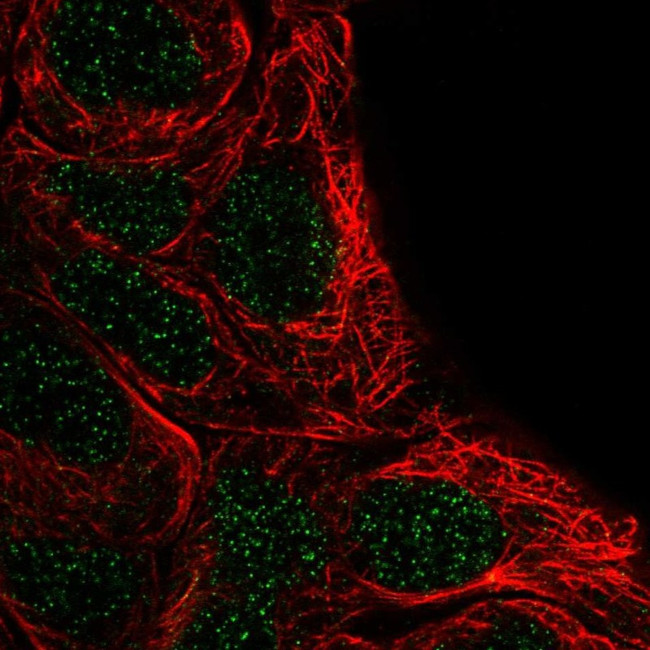 FSBP Antibody in Immunocytochemistry (ICC/IF)