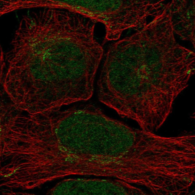 Claspin Antibody in Immunocytochemistry (ICC/IF)