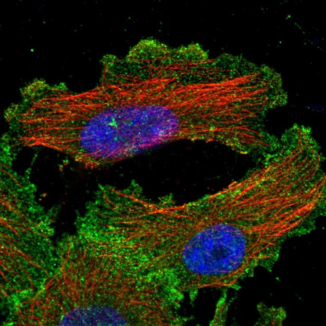 YES1 Antibody in Immunocytochemistry (ICC/IF)