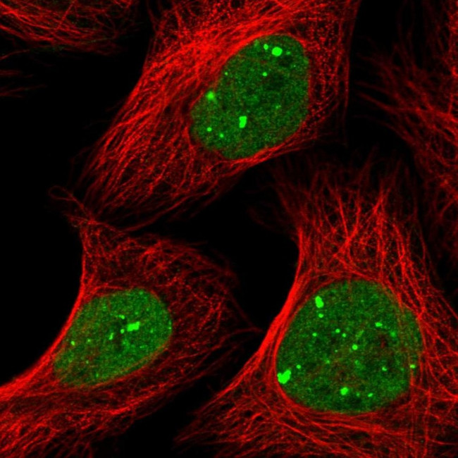 RNF2 Antibody in Immunocytochemistry (ICC/IF)