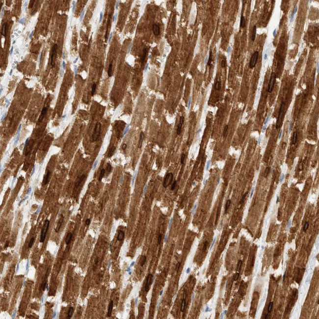 Phospholamban Antibody in Immunohistochemistry (Paraffin) (IHC (P))