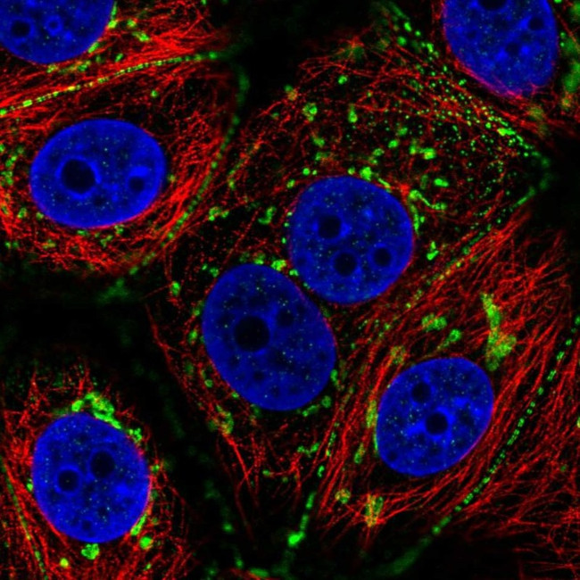 C6orf97 Antibody in Immunocytochemistry (ICC/IF)