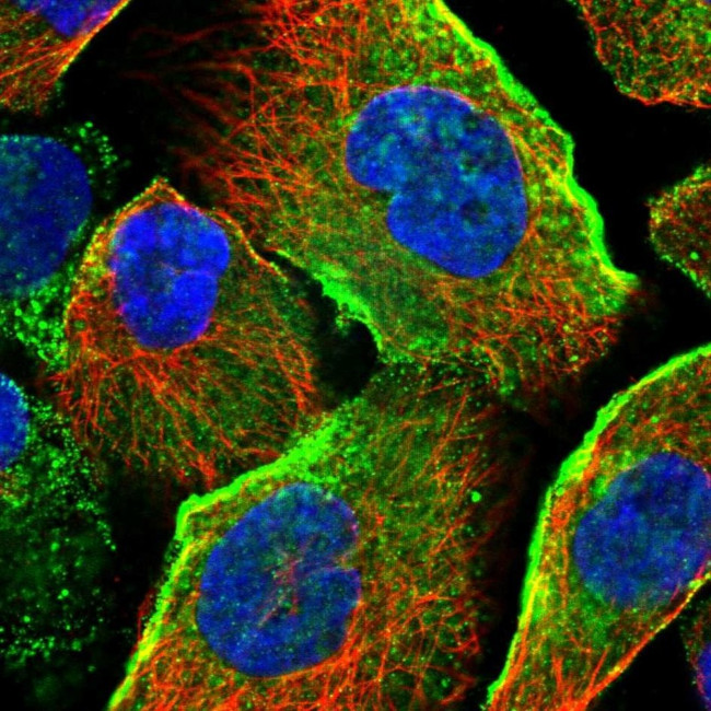 JMJD4 Antibody in Immunocytochemistry (ICC/IF)