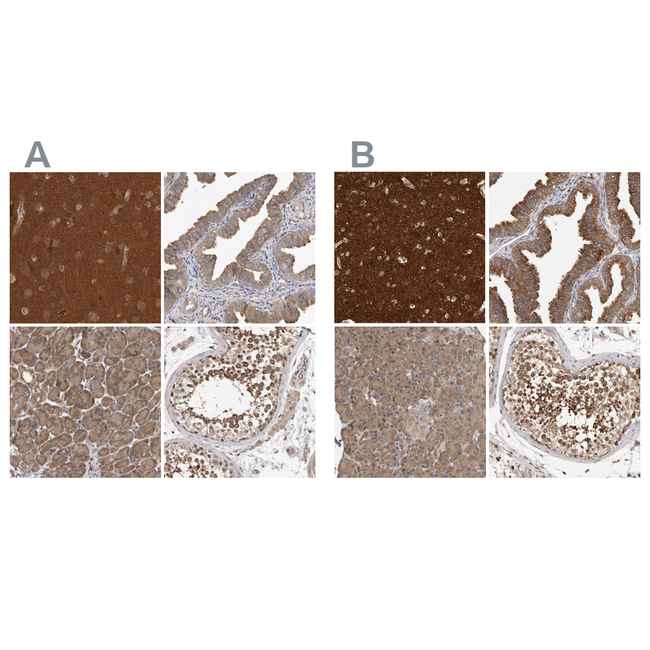 OXR1 Antibody in Immunohistochemistry (Paraffin) (IHC (P))