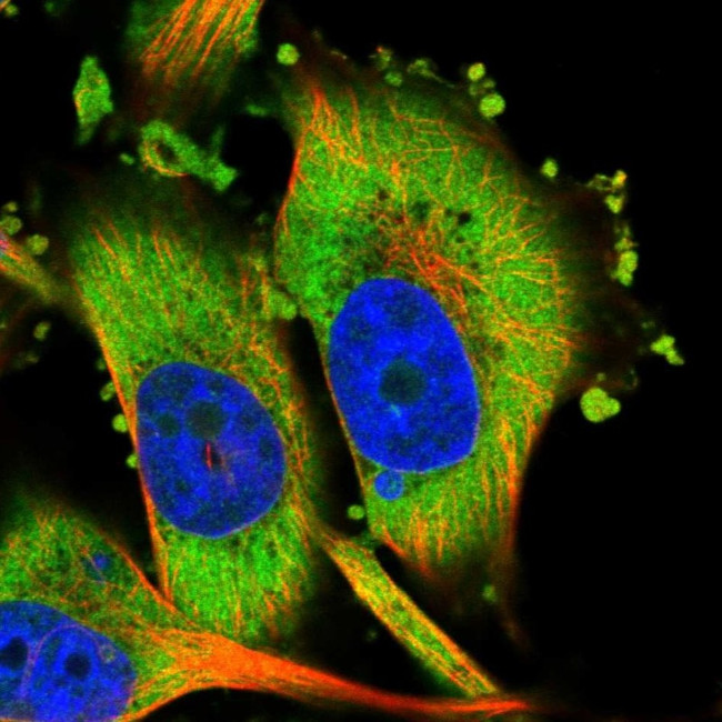 HIPK3 Antibody in Immunocytochemistry (ICC/IF)