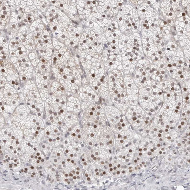 C1orf57 Antibody in Immunohistochemistry (Paraffin) (IHC (P))