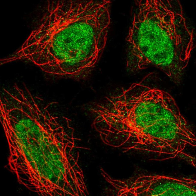 ZNF326 Antibody in Immunocytochemistry (ICC/IF)
