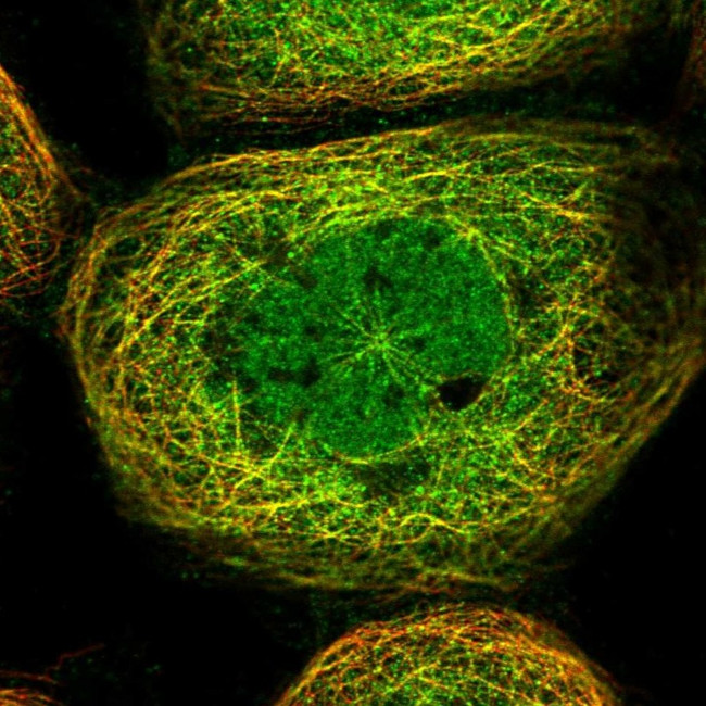 HOXC8 Antibody in Immunocytochemistry (ICC/IF)