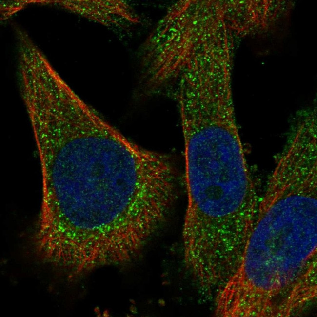 RILPL2 Antibody in Immunocytochemistry (ICC/IF)