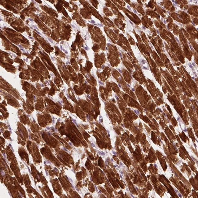 MLIP Antibody in Immunohistochemistry (Paraffin) (IHC (P))