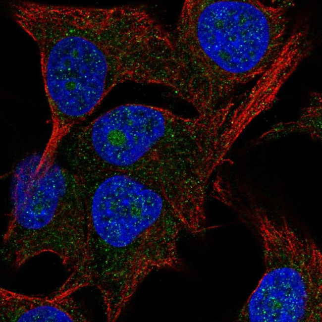 PAK1IP1 Antibody in Immunocytochemistry (ICC/IF)