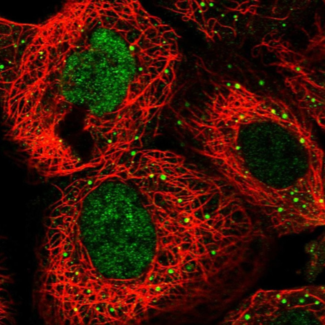 RFC3 Antibody in Immunocytochemistry (ICC/IF)