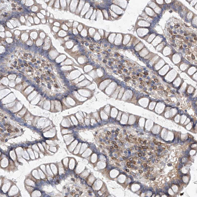 MX2 Antibody in Immunohistochemistry (Paraffin) (IHC (P))